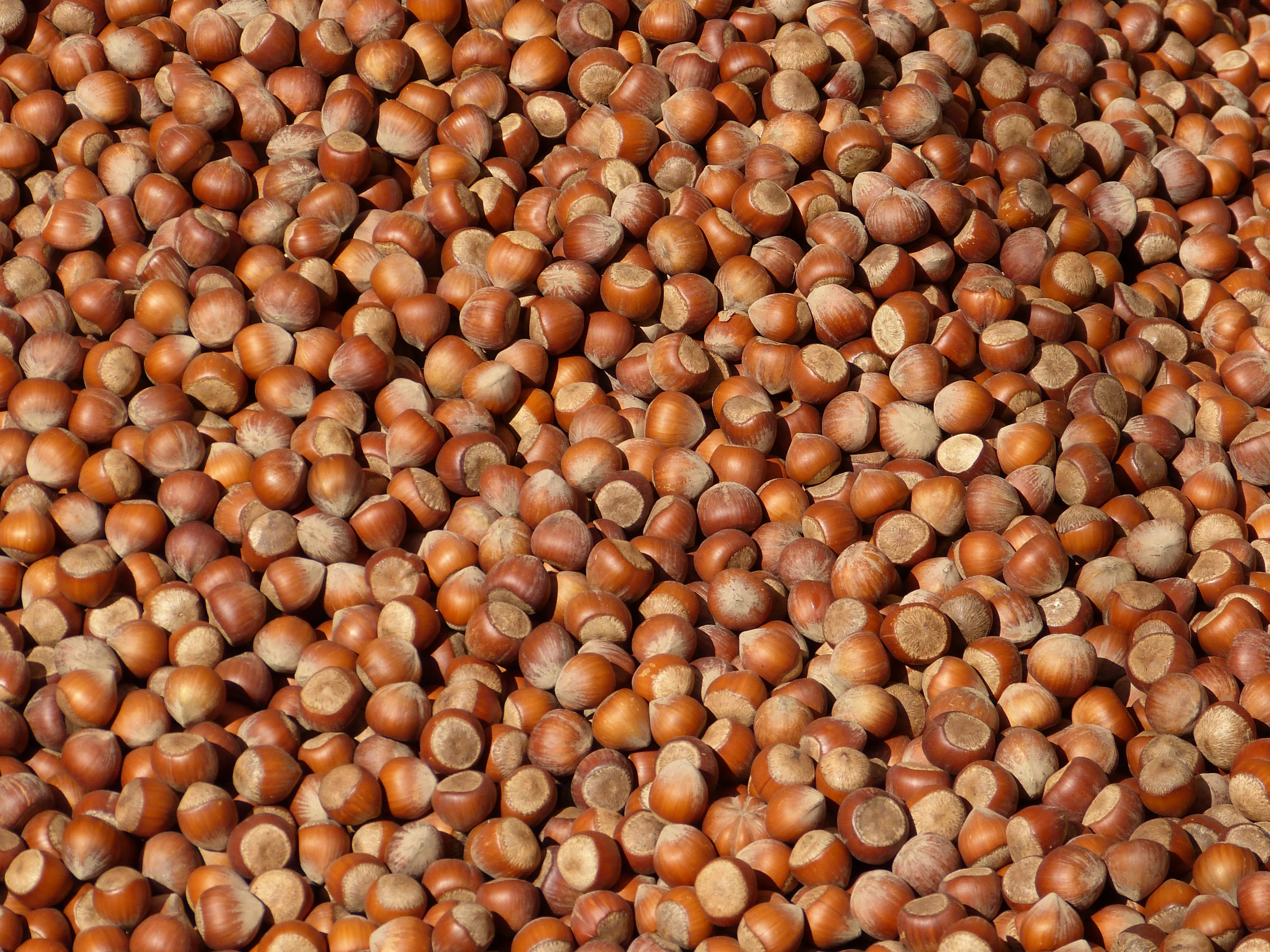 Suppliers Roasted Hazelnut Pealed Raw Dry Hazelnuts Sale Chinese Bag OEM Shell Box Style Packaging FOOD Organic Color Package