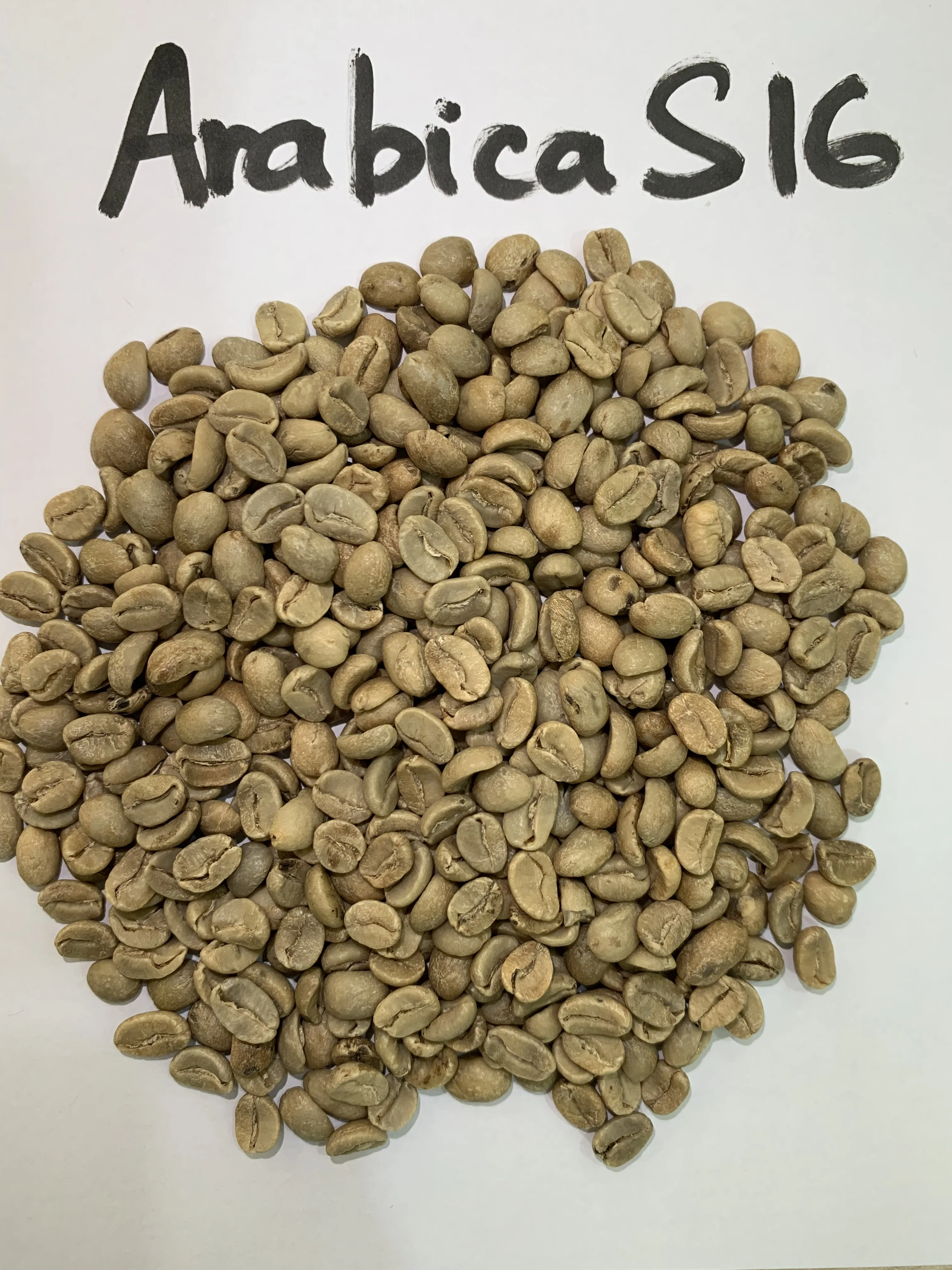 Vietnam Wholesale Coffee Beans Green Beans S16 S18 Wet Polished Clean and Premium Quality