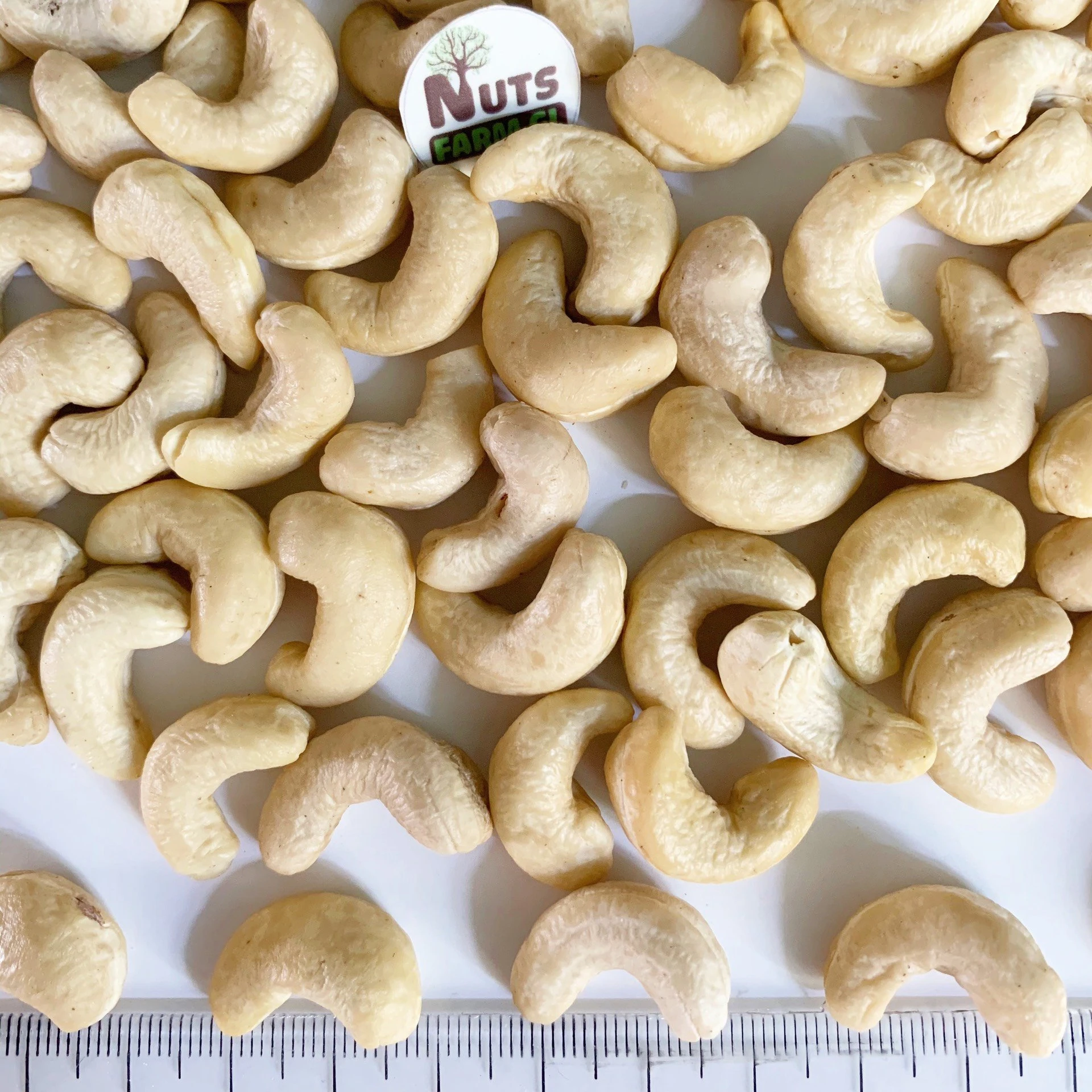 PRODUCT FOR EXPORT - VIETNAM CASHEW NUTS HIGH QUALITY GOOD PRICE W240,W320, WS, LP, SP...OF DHFVN MANUFACTURE
