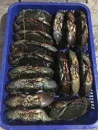 Premium Quality   Fresh Water  Mud Crab alive