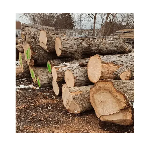 White Oak Wood Round Logs for Paper Pulp - Industrial Grade, Large Quantity