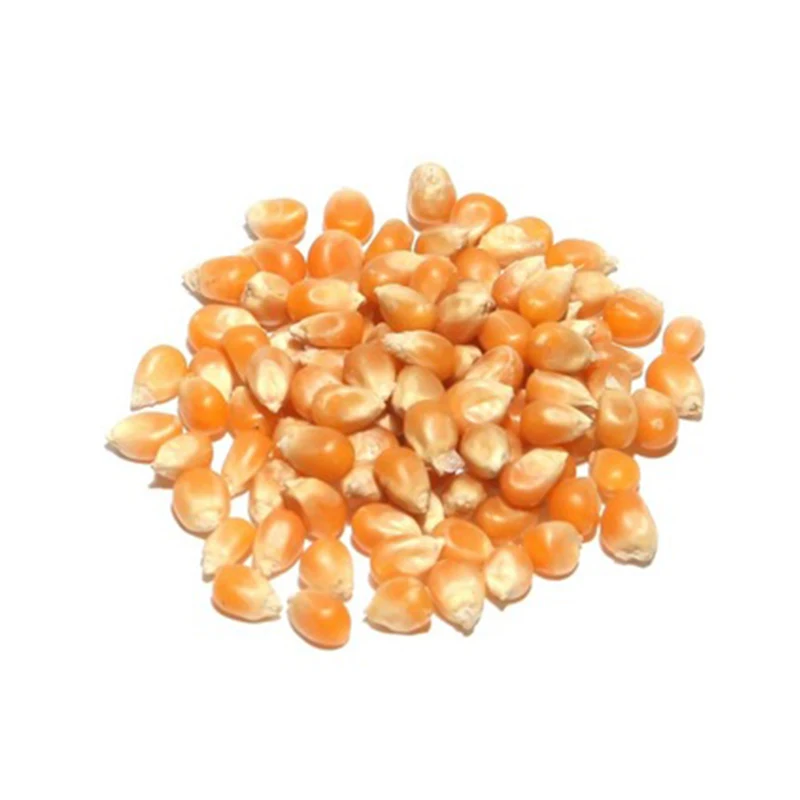 Best Quality Maize Grain Yellow Corn Feed Corn Maize at Low Cost Wholesale