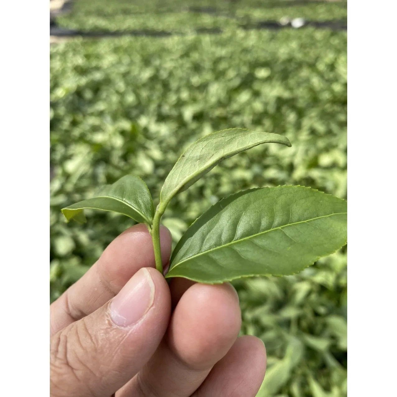 Vietnam Producing Oolong Tea Grade 1 Flavor Processing Type Milk Tea Slimming Oolong