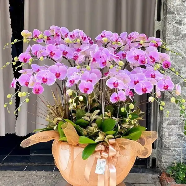 Phalaenopsis Orchids Reasonable Price Export For Home Fresh Flower Carton Outside From Vietnam Manufacture