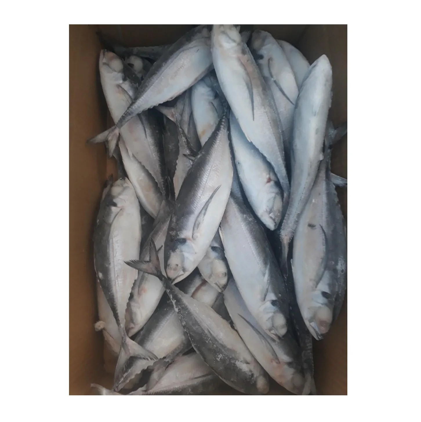 Pure Quality Atlantic Horse Mackerel Fish Frozen From Netherlands Seafood Bulk Quantity Available At Cheap Price