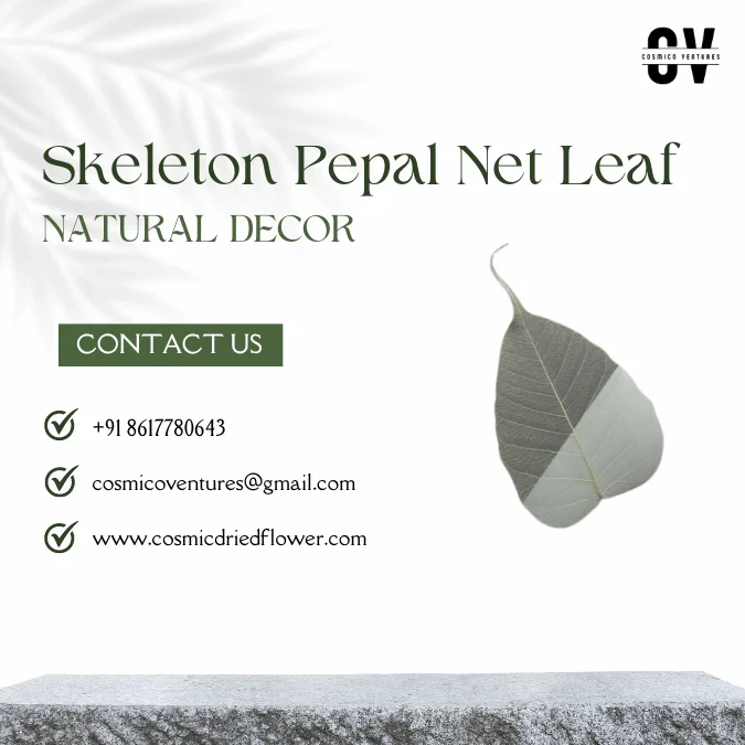 High Quality Wholesale Natural Skeleton Pepal Net Leaf for Dried Flower Arrangement DIY Craft