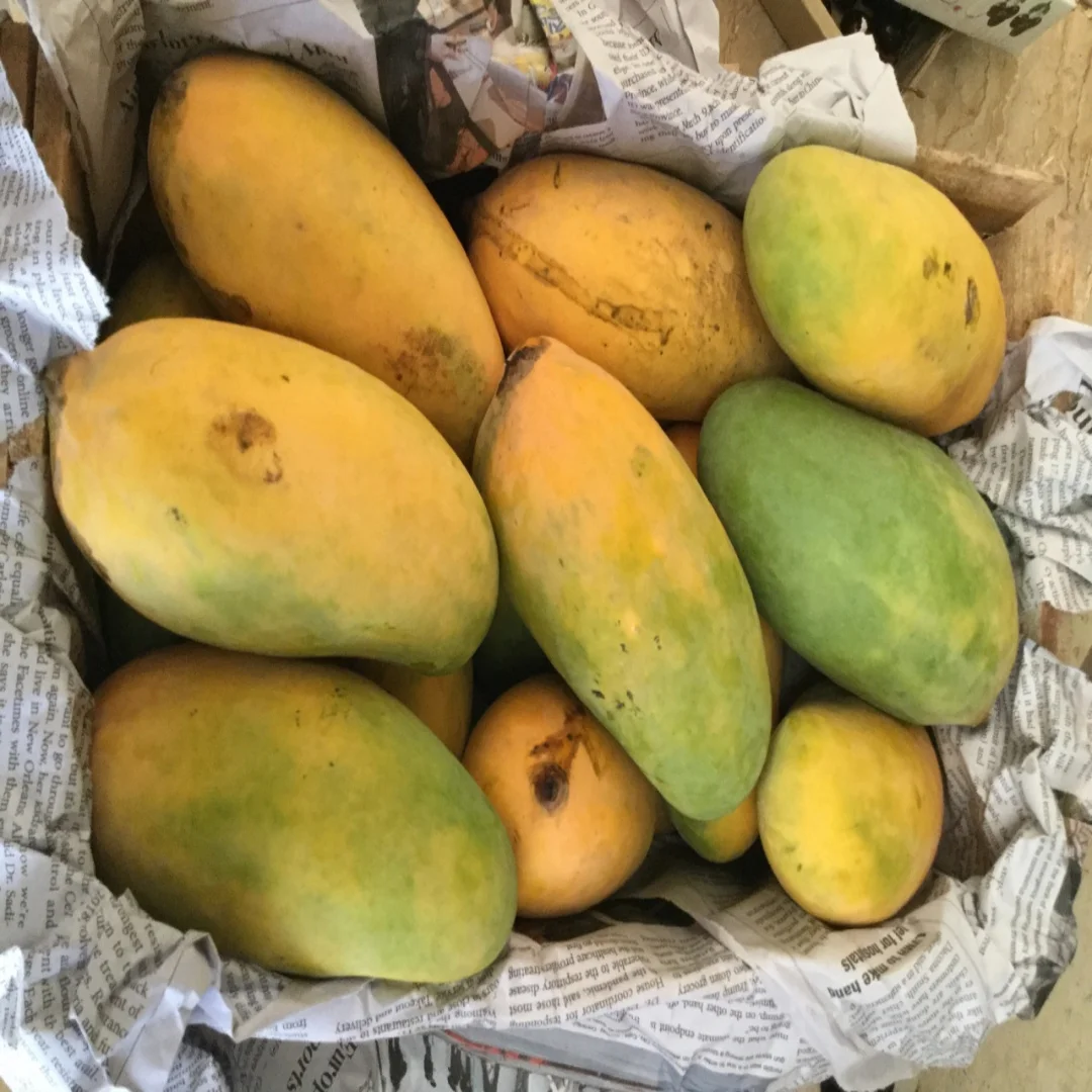 Pakistani Mango Fresh Premium Quality Available all Kind of Mango from Pakistan at wholesale Price with Customized logo