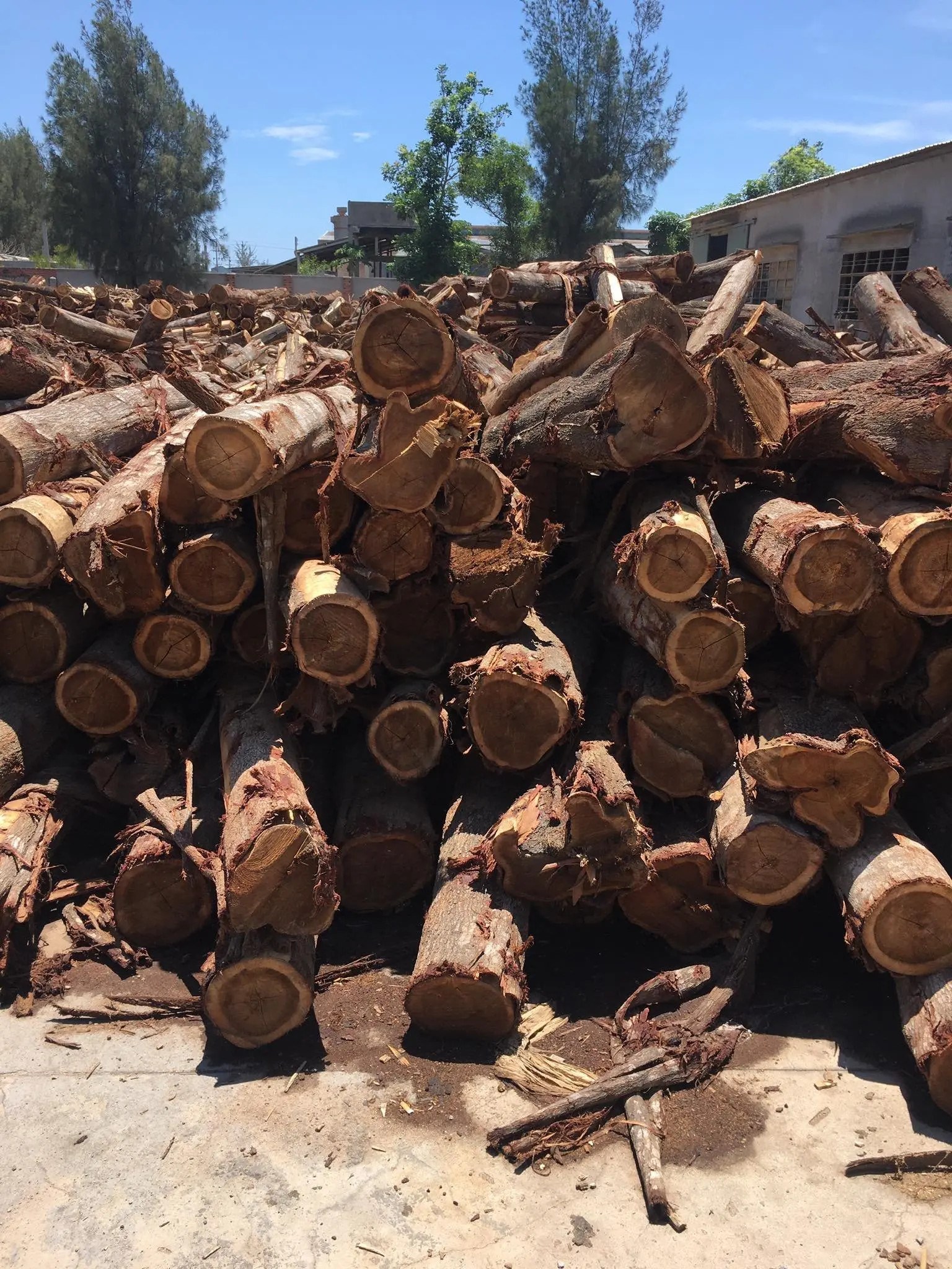 Hot Selling High Quality Wholesaler 100% Natural Solid Hard Acacia Log With Reasonable Price Origin Vietnam