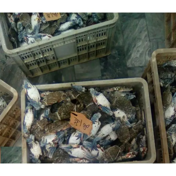 Frozen Crab Seller/Hot Sale Frozen Blue Swimming Crab For Importers