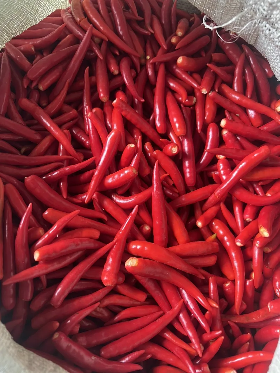 Single Spices and Herbs Fresh / Frozen Spicy Chili (Pepper) - Red Hot chili pepper wholesale