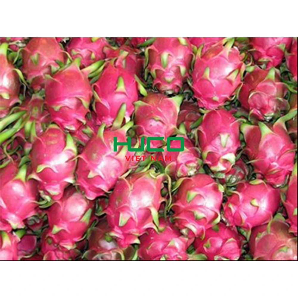 Cheap Price Dragon Fruit/ Wholesale Pitaya Fruit Vietnam/ Fresh Dragon Fruit New Season