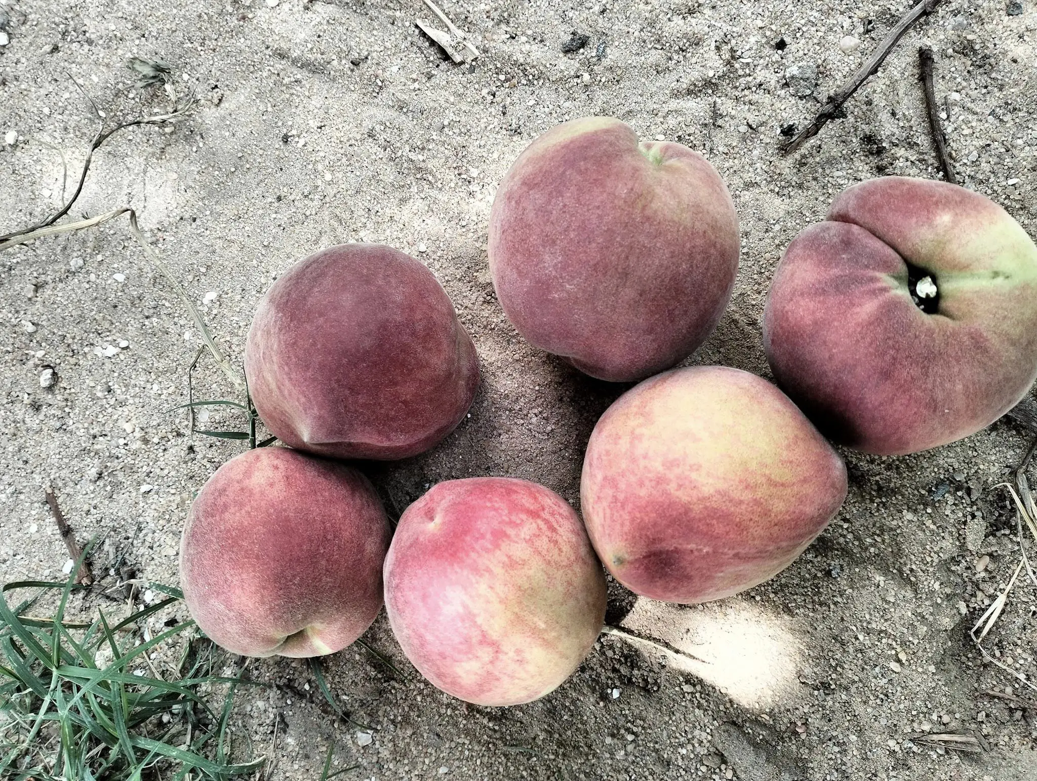 Fresh Sweet Peach Stone Fruit Class A