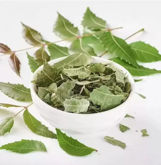 Wholesale Exporters and Manufacturers for Premium Quality Organic Neem Dried Leaves from South India with Good Packing and Price