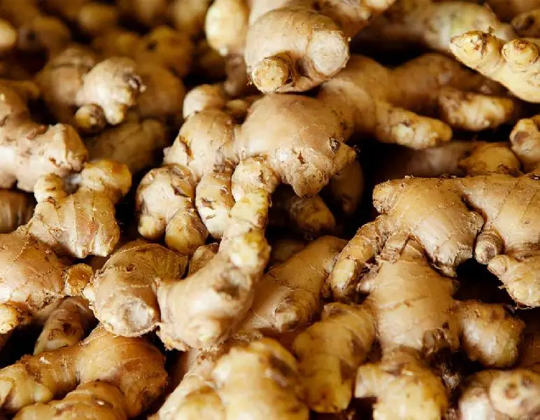 Factory price 2023 New Crop Fresh Ginger In Good Taste Supply Yellow Style Time Organic GAP Big Latest Weight Origin Vietnam