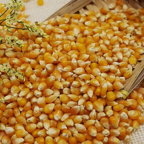 Hot Sale Dried Broken Maize Grits From Trusted Supplier ken Yellow Maize/Corn, Non-GMO, Fit for Animal Feed