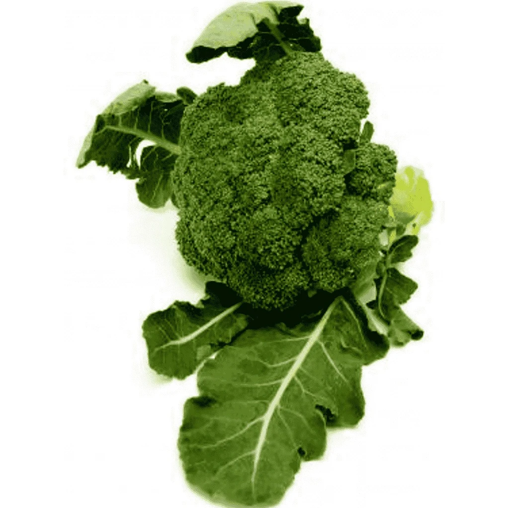 Hot Sale frozen bulk green broccoli with wholesale price Wholesale Best Quality Fresh Broccoli For Sale In Cheap Price