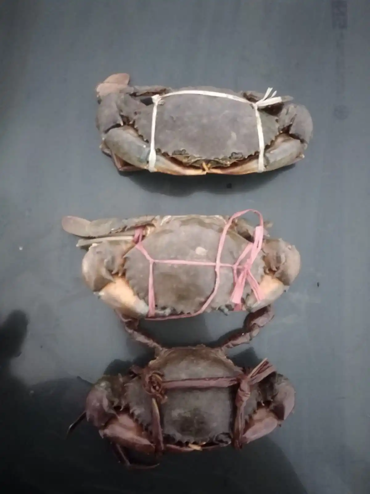 FROZEN  MUD CRAB HIGH QUALITY INDONESIAN ORIGIN