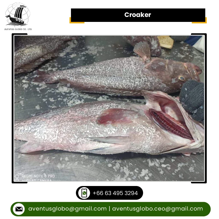 Most Wholesale Selling Premium Quality Natural and Pure Clean Seafood Frozen Croaker Fish from Thailand