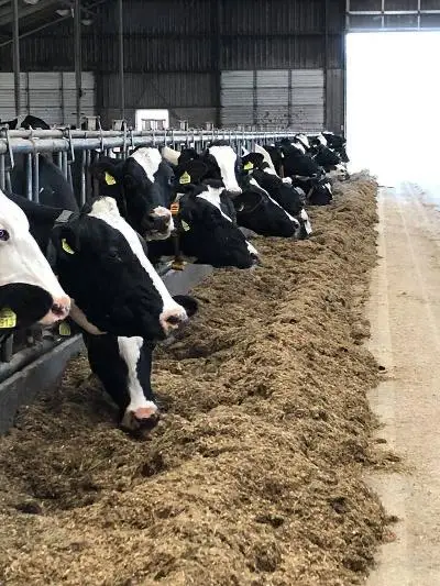 HOLSTEIN HEIFERS COWS. AND OTHER ANIMAL PRODUCTS FOR SALE