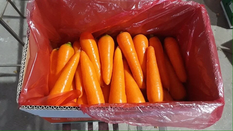 Оптовая свежая красная Морковь из Вьетнама