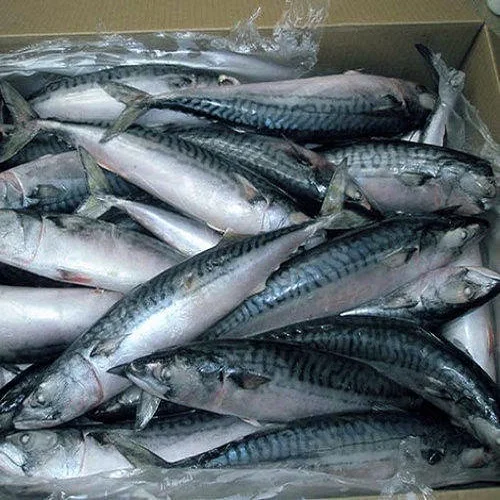 Wholesale High Quality Seafood frozen mackerel fish