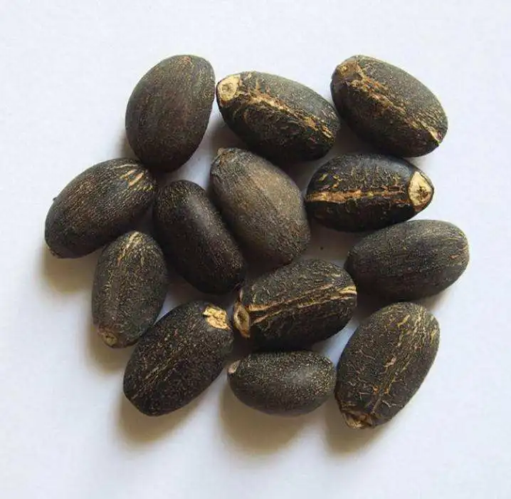 Top Quality Jatropha seeds for sale
