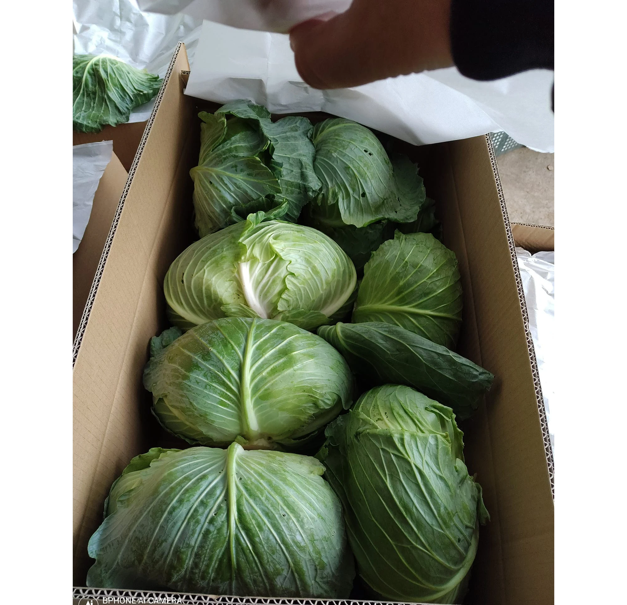 Fresh Cabbage 2023 new crop sakata With Customized Logo and Packing  Best Selling price  Export Standard vietnam