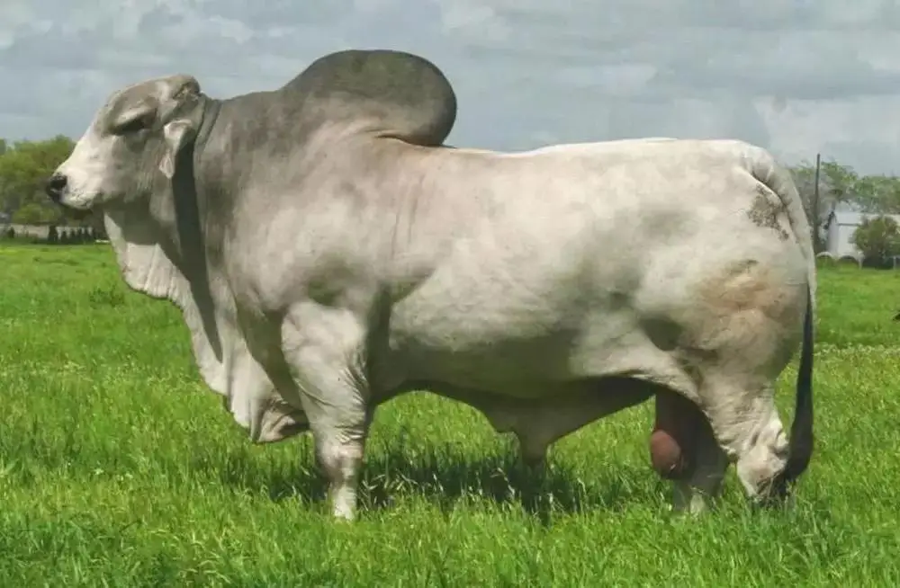 BRAHMAN BULLS CATTLE ANIMAL FEED COW FOR SALE PREGNANT BULLS/CATTLE