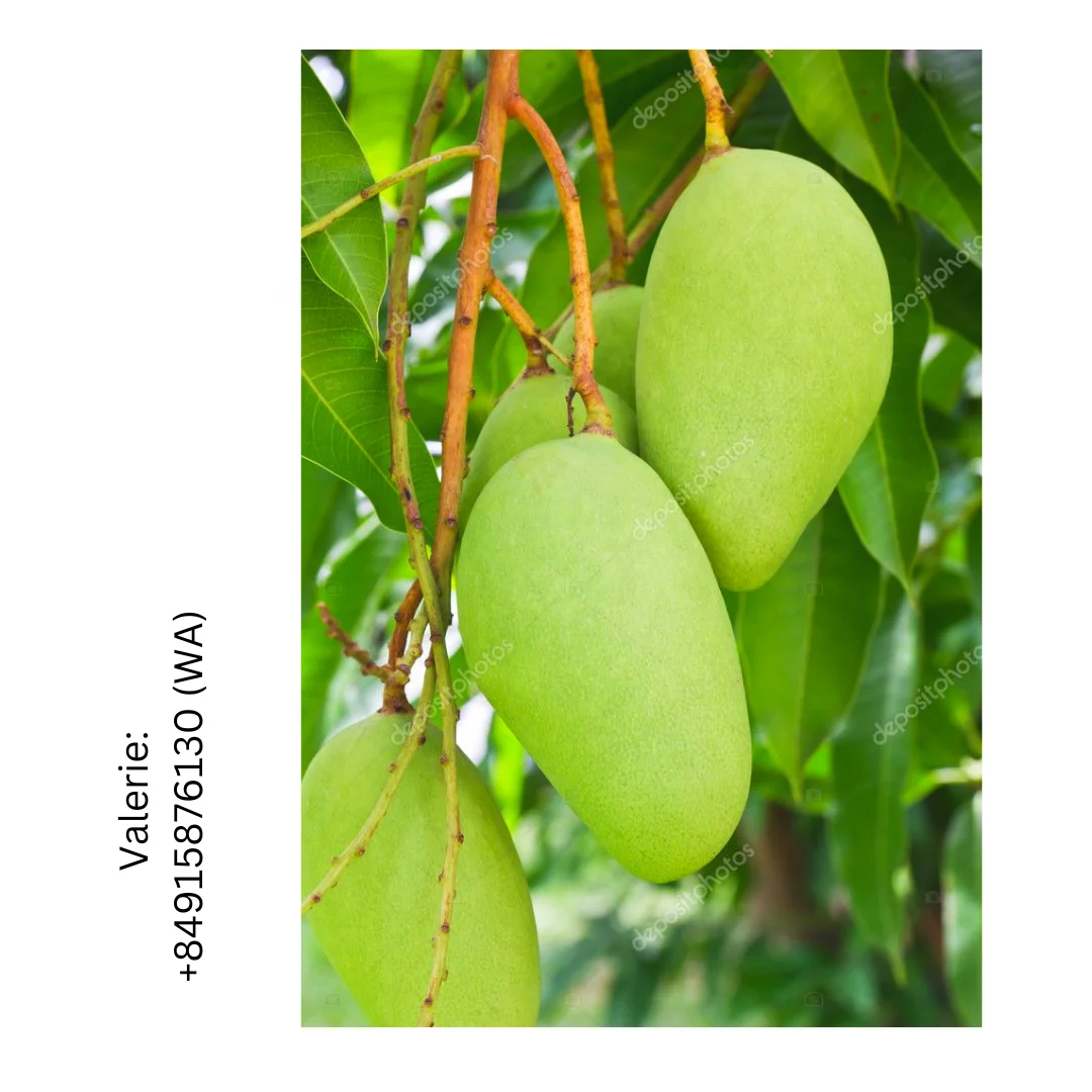 Best Quality Lightly Sweet Fresh Fruit Green Mango Or Dry Mango Organic For Wholesaler In Vietnam 2022