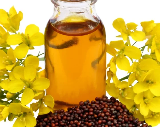 MUSTARD OIL 100% organic Omega-6 source / food grade pure cold-pressed mustard seeds oil for cooking and cosmetics