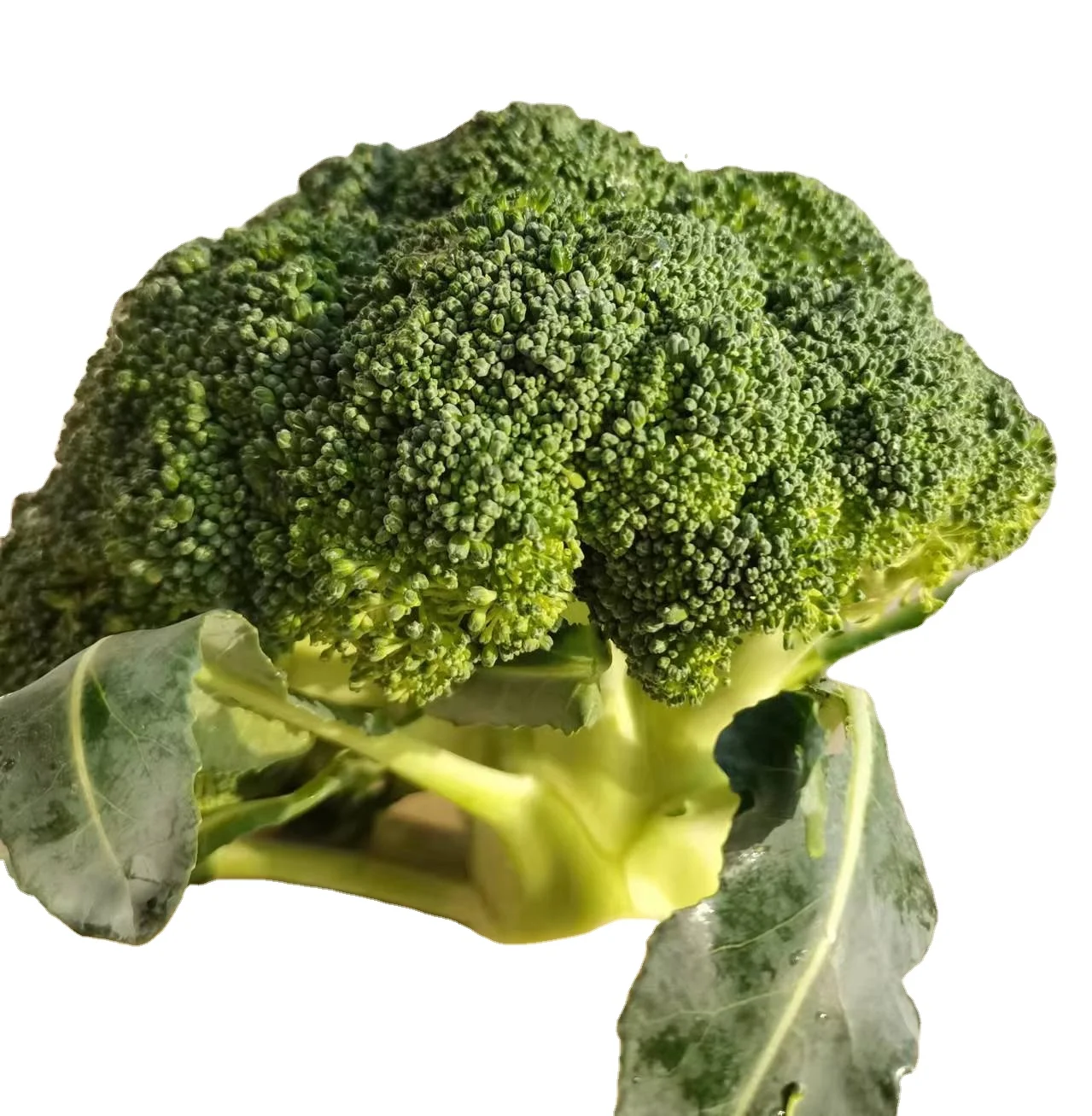 Fresh Broccoli10.jpg