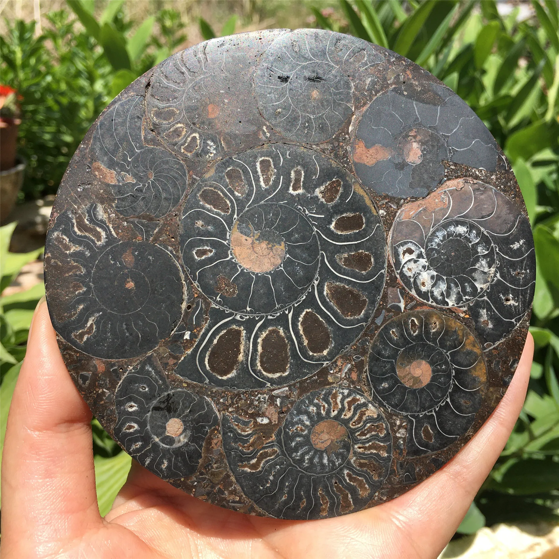 Ammonites biological fossils 11CM spiral disk collection decoration