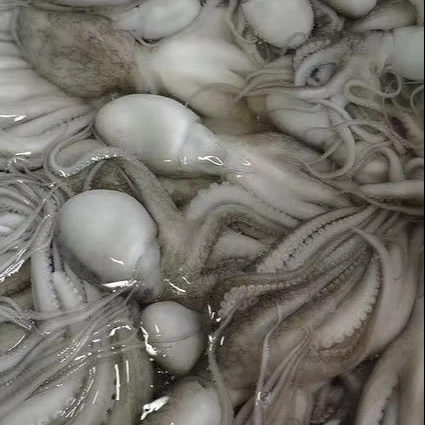 Indian Factory High Quality Good Price Frozen Whole  and  Cleaned  Octopus  Wholesale
