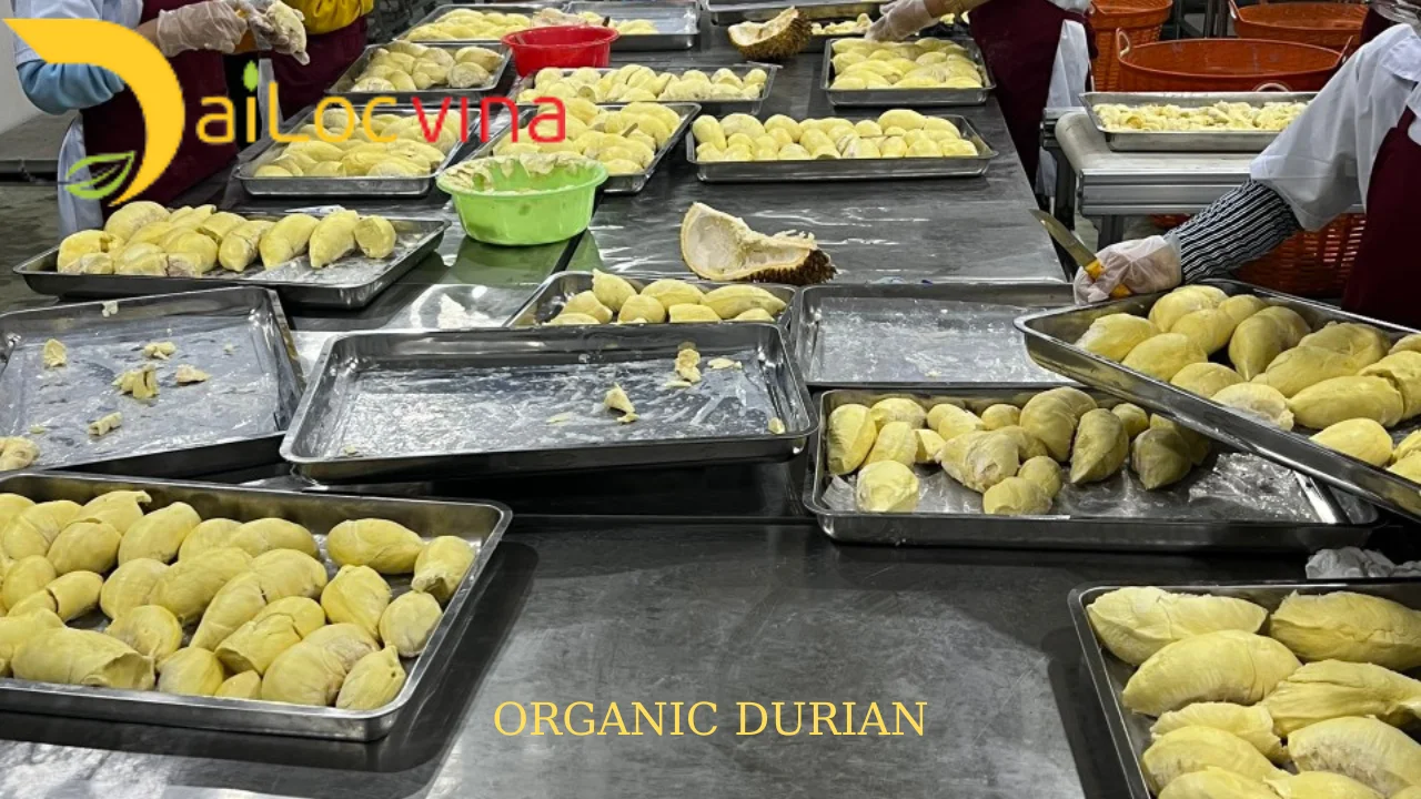 Fresh Monthong durian - frozen durian supplier made in Vietnam