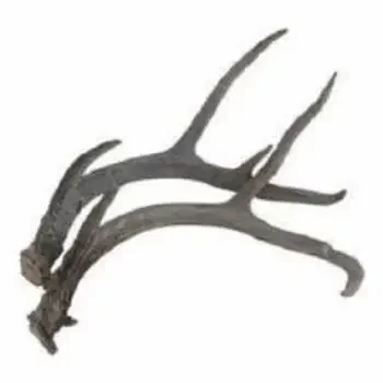 RED DEER ANTLERS FOR SALE IN EUROPE