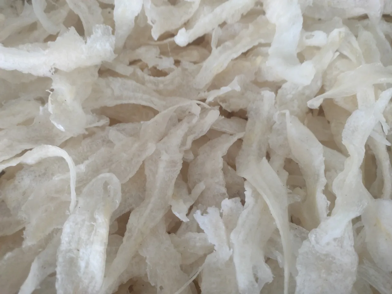 Wholesale dried natural dry whole fish maw