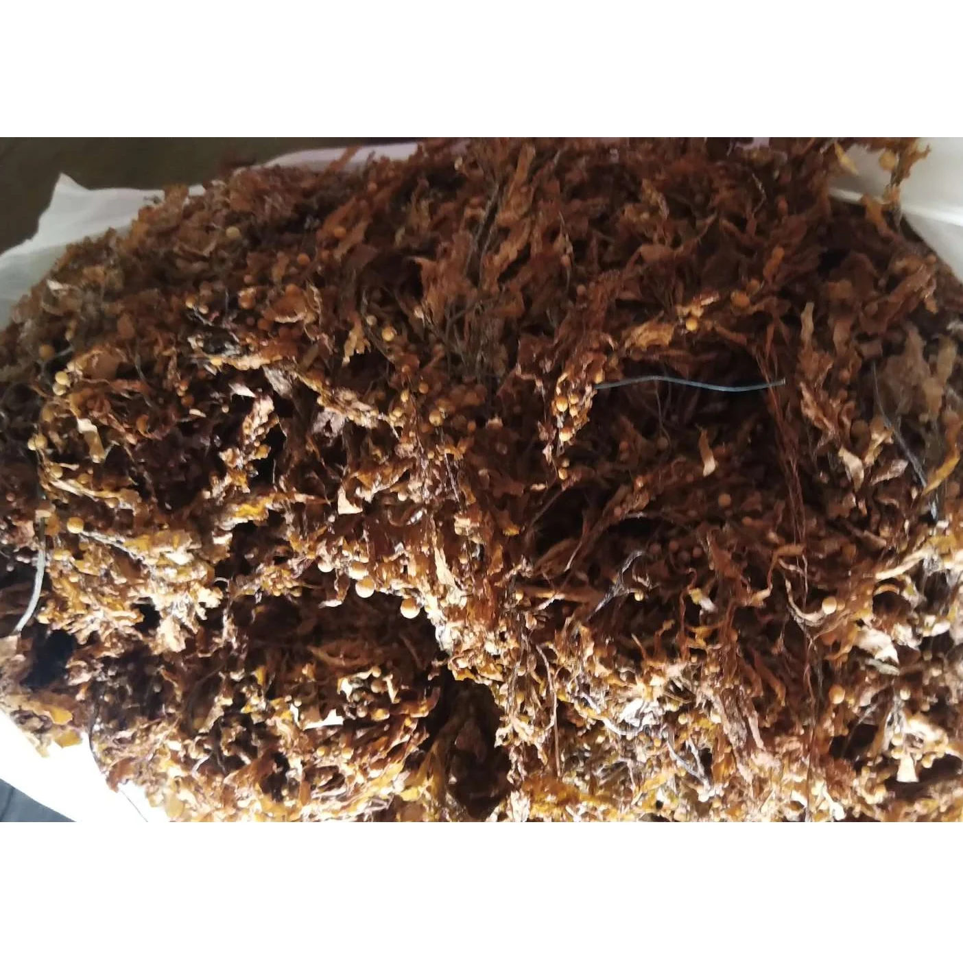 Best Price In 2022 For High Quality Sargassum Seaweed From Vietnam With Many Healthy Benefits