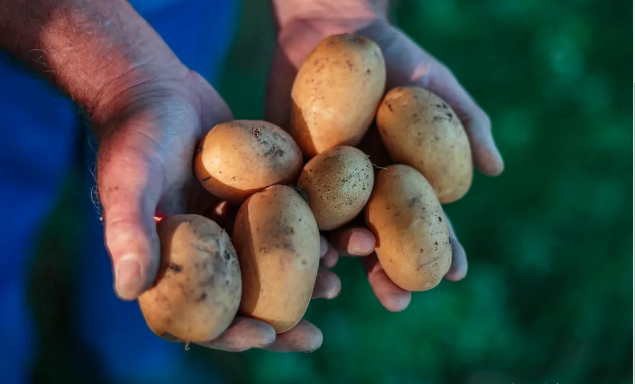 New fresh Potato yellow bulk new crop Top quality per ton good price for wholesale fresh potato professional export potato 2022