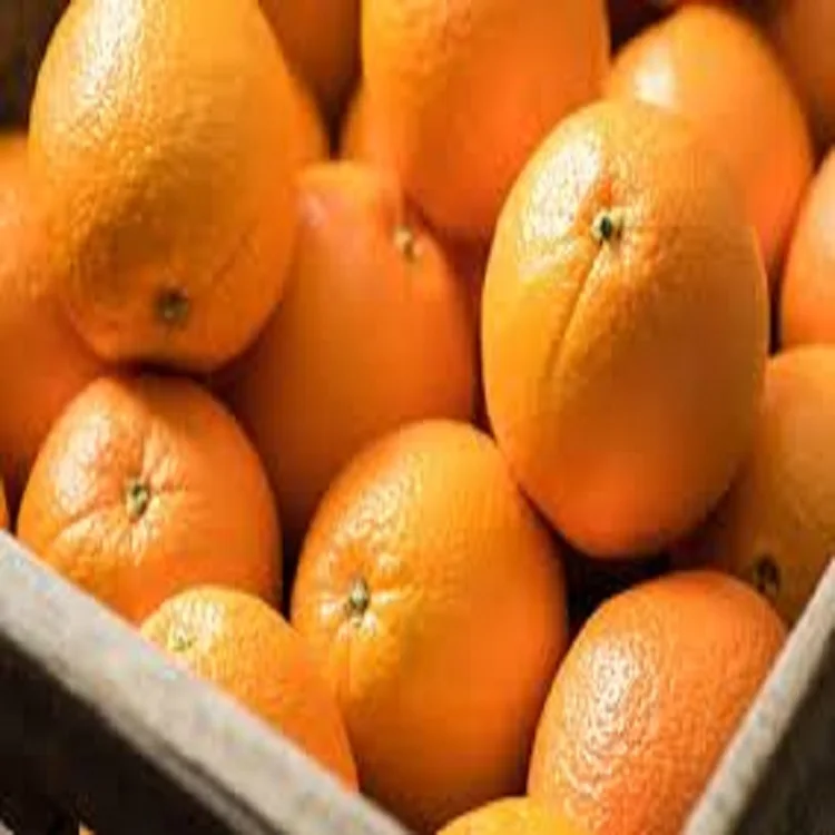 new crop good quality Fresh citrus fruit orange Summer Valencia oranges navel oranges