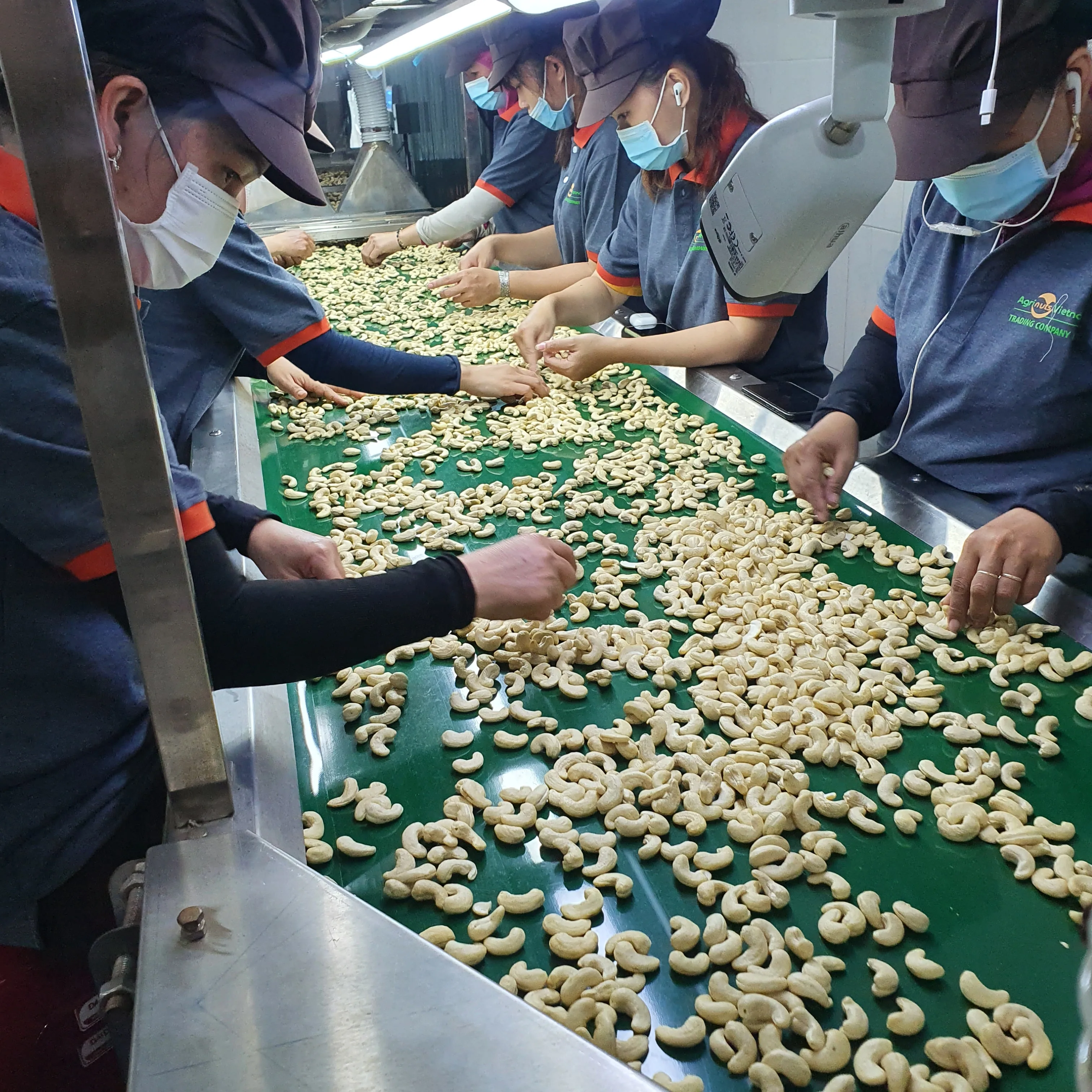 WW320 Cashew nuts Vietnam new crop Natural Color Vacuum bag in carton / Tins in carton w240 / w180 / SP / BB / WS