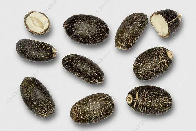 Jatropha Seeds Tree Species