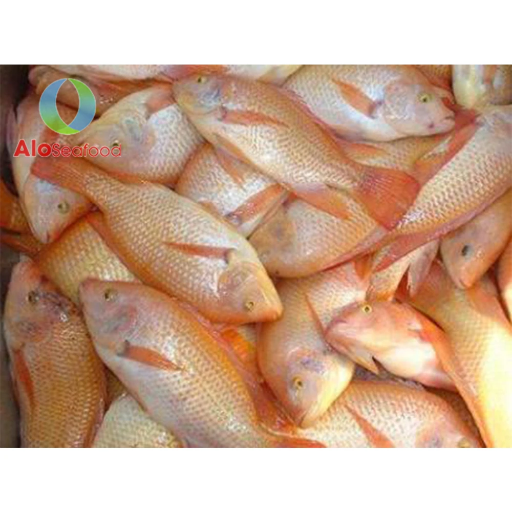 Good quality whole red snapper Wholesale frozen snapper from Vietnam