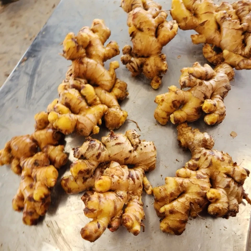 Vietnamese Ginger with Good price and high quality Natural and Fresh products with reasonable price