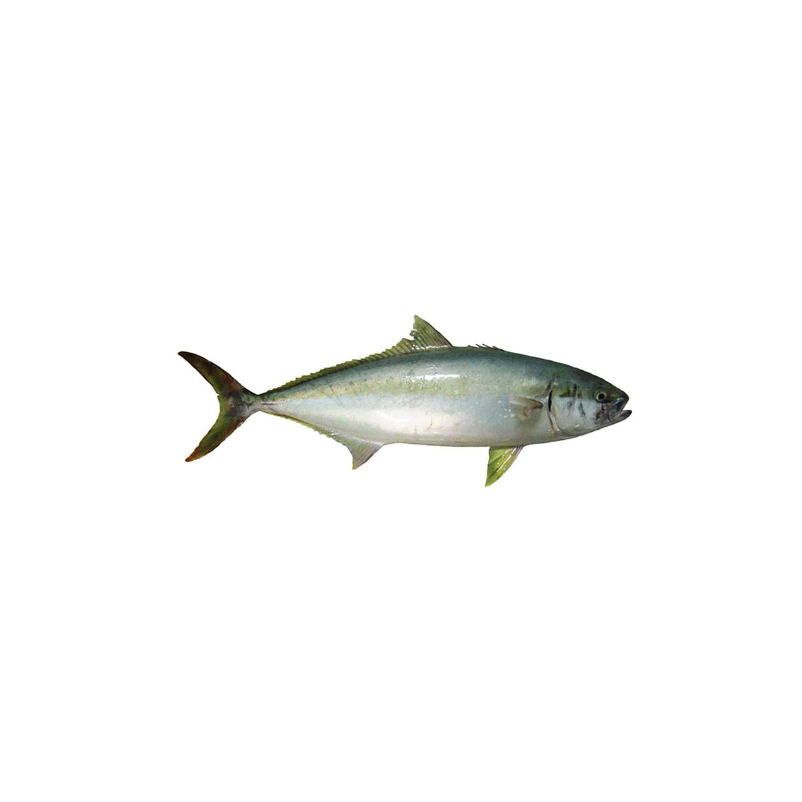 Good quality AUSTRIA Fresh Frozen Chum Salmon Fillet Fish Natural Fresh Factory Wholesale Frozen Salmon Fresh Salmon Price