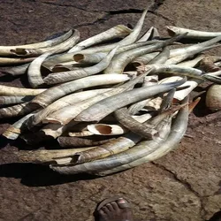 Superior Quality Hot Selling Craft Products Nigerian Origin Natural Crafts Cow Horns at Wholesale Market Price
