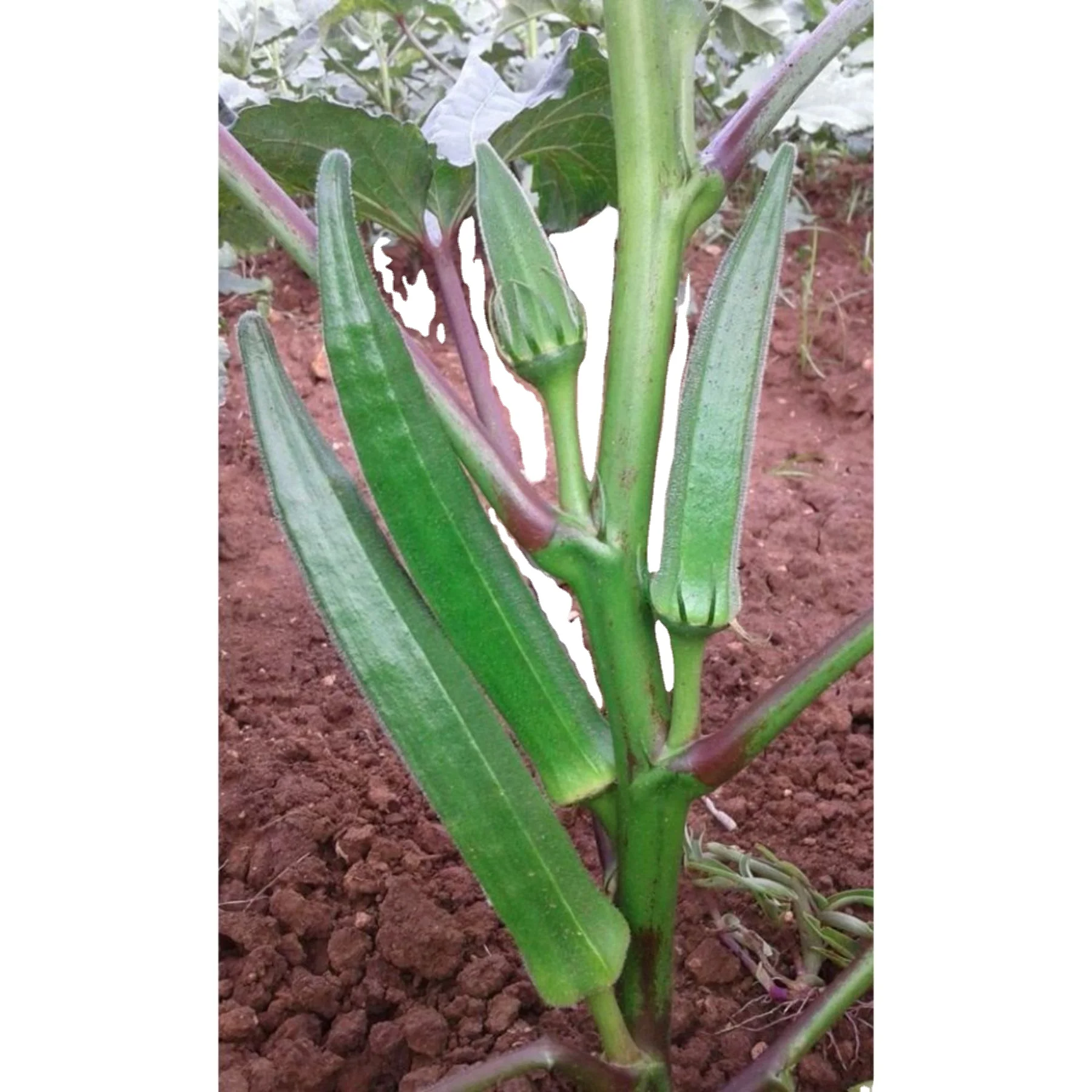 Top exporters for Okra(Op) Verity for for consumption Okra Arka Anamika / Okro exporting company production company