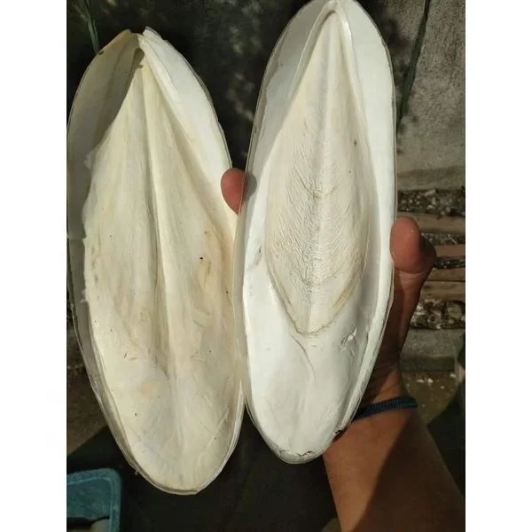 Dried Cuttle Fish Bone