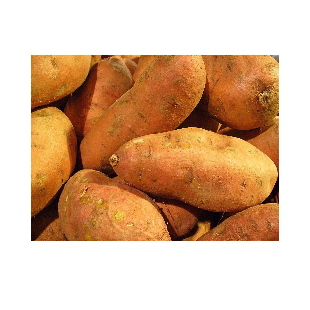 Best selling fresh potato / potato chips at cheap price - Wholesale for frozen potato French fries