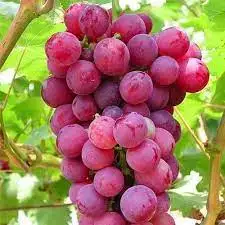 Fresh Grapes Fruits