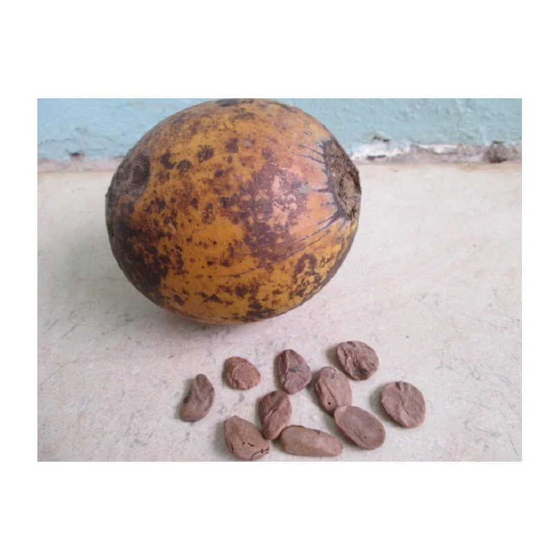 Best Price High Quality Picralima Nitida Akuamma Seed Extract Other Agriculture Products